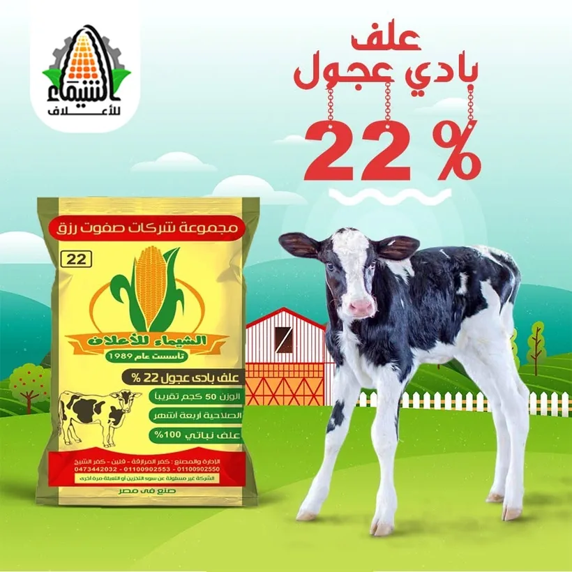 علف بادي عجول 22%
